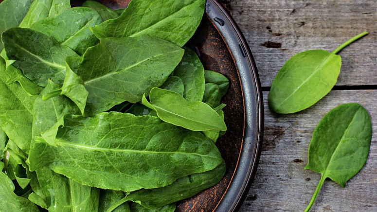 Щавель фото