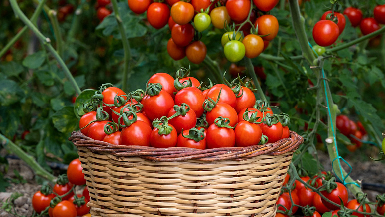 Помидоры разные сорта фото