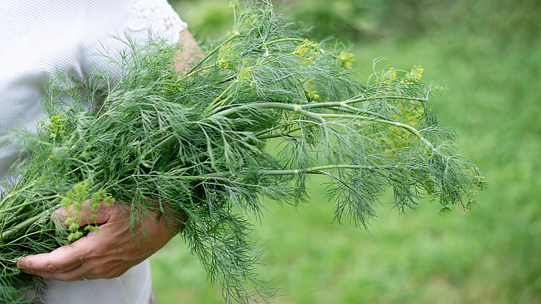 сушеный укроп фото