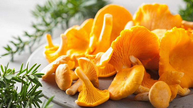 Грибы лисички фото