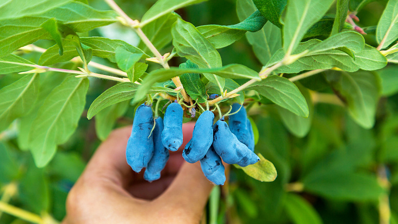 как растет жимолость фото