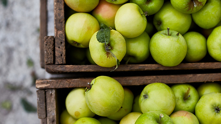 Хранение яблок фото