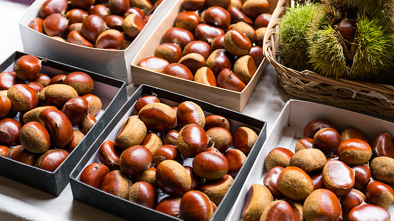 Кашатан фото