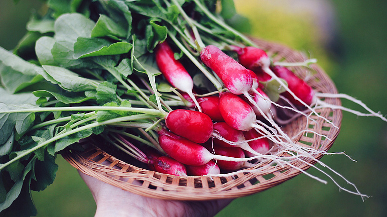 Сорт редиса фото