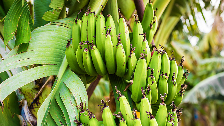 Как растут бананы фото