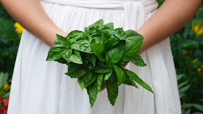 пучок базилика фото