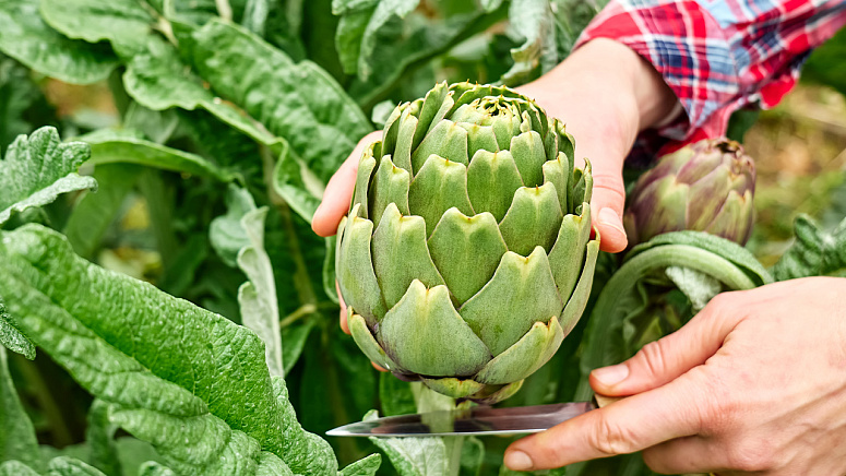 сбор артишока фото