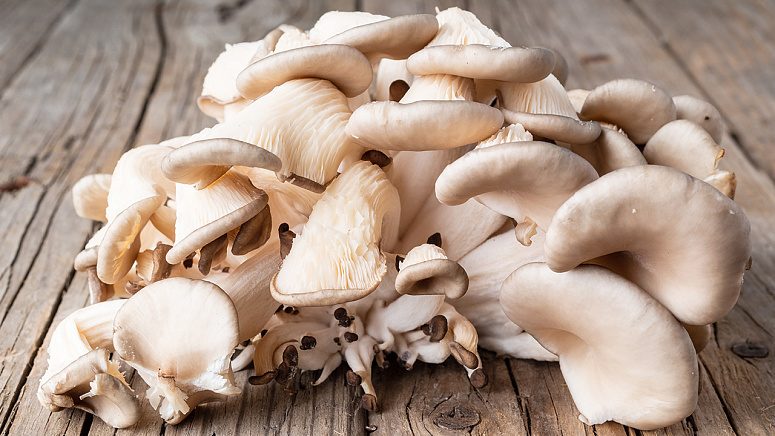 вешенки грибы фото