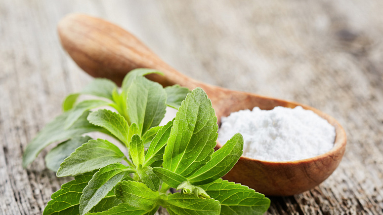 стевия фото