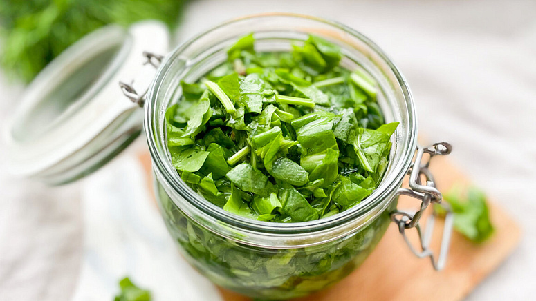 Свежий щавель фото