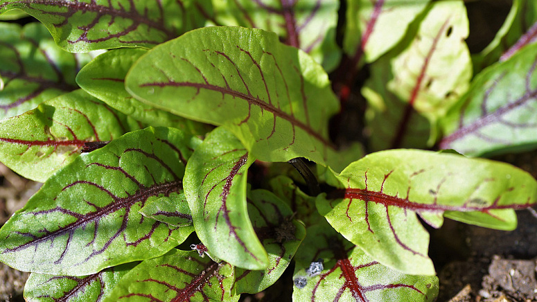 как растет щавель фото