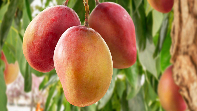 как растет манго фото