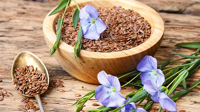 семена льна фото