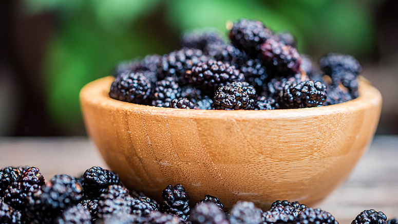 спелая шелковица фото