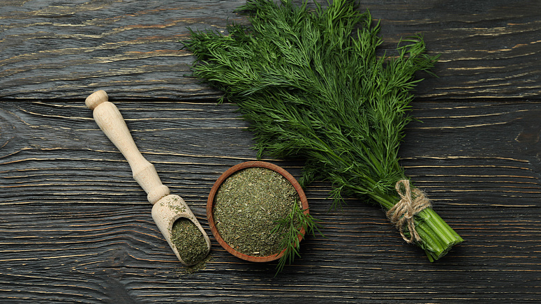 укроп сушеный и свежий фото