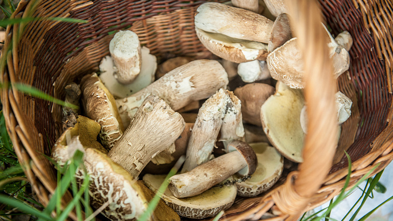Разные виды грибов фото