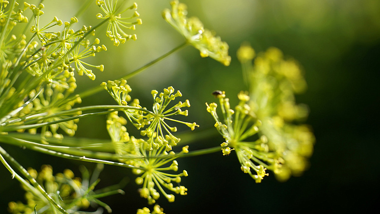 зонтики укропа фото