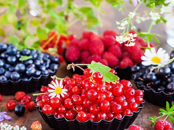 Смородина: польза и вред продукта