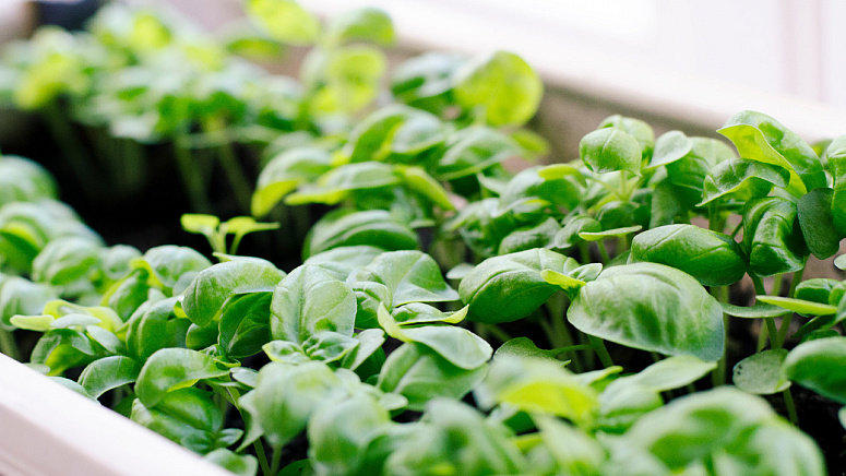 молодой базилик растет фото