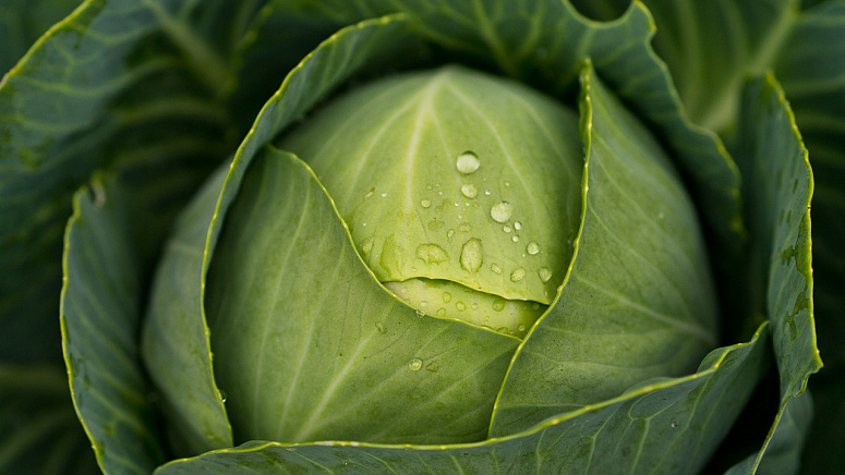 Молодая капуста