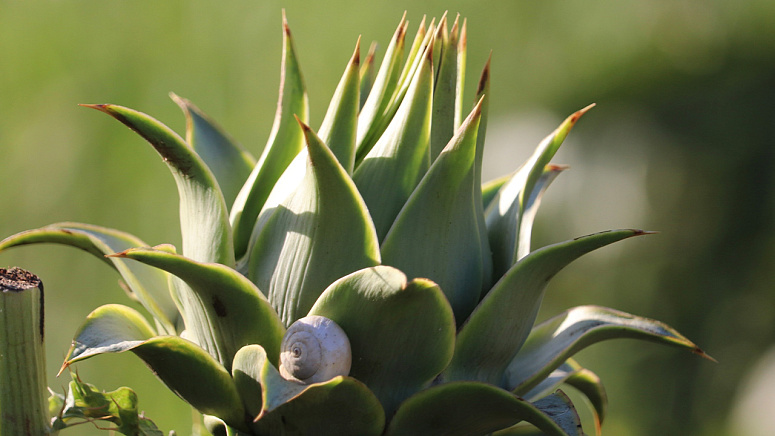 как растет артишок фото