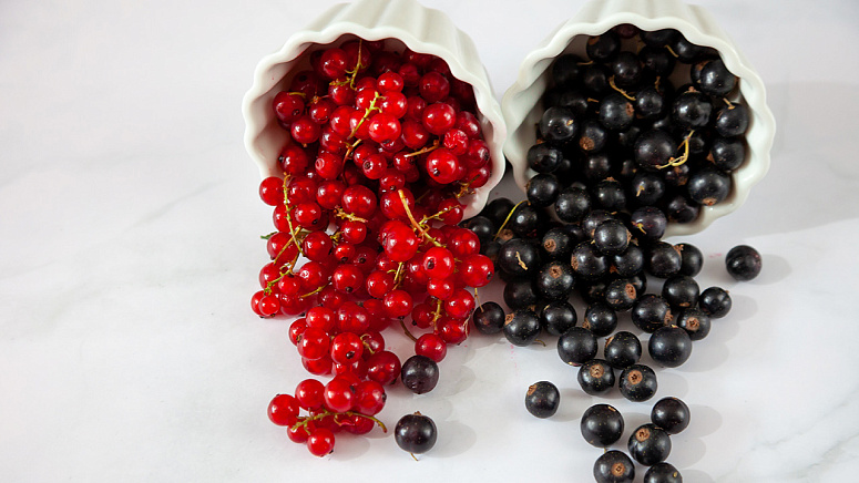 смородина фото