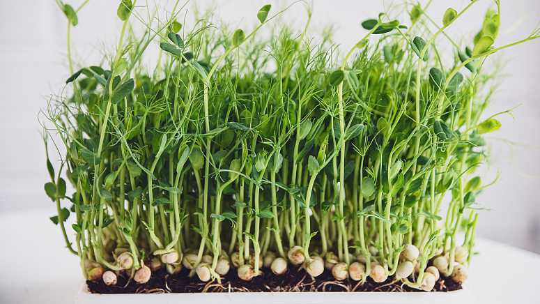 проростки, зелень