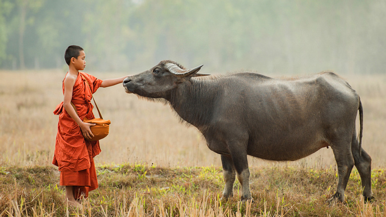 монах и корова фото