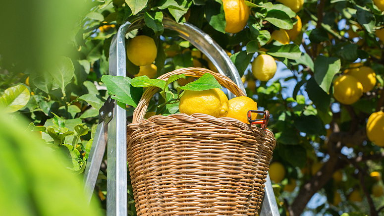 сбор урожая лимонов фото
