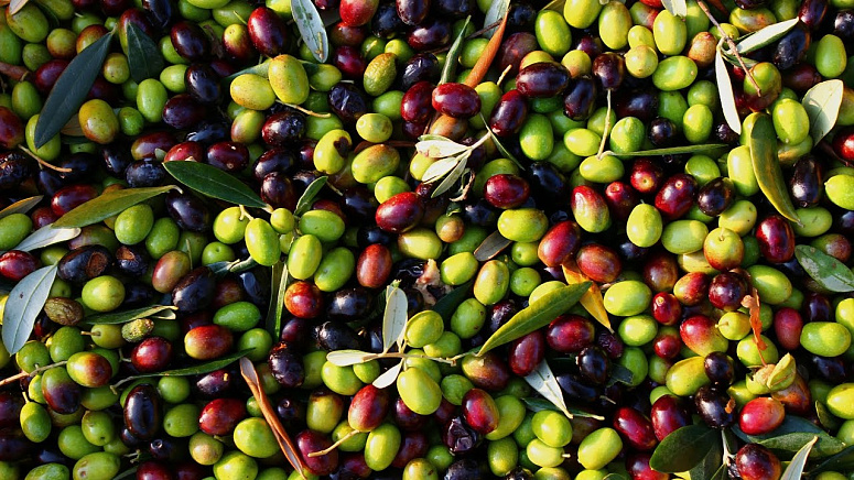 Оливки спелые фото