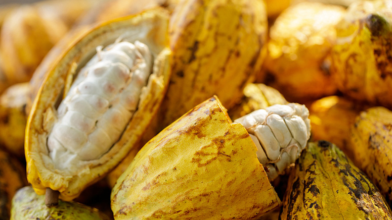 как растут Какао-бобы