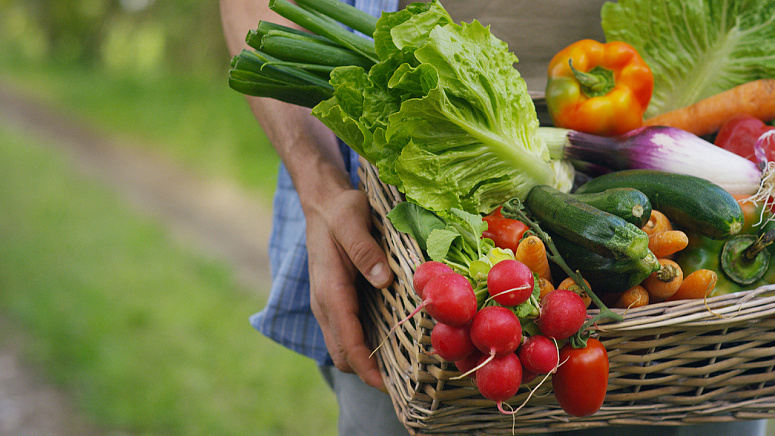 сбор сезонных овощей фото