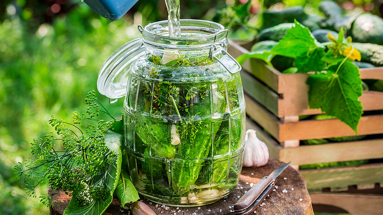 огурцы для соленья фото