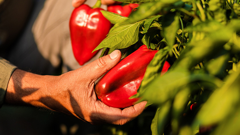 как растет перец фото