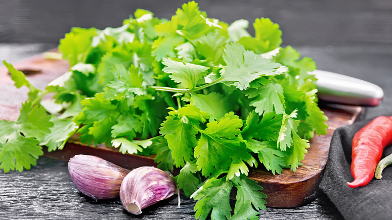 свежая кинза и чеснок фото