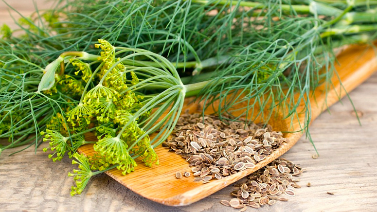 семена укропа фото