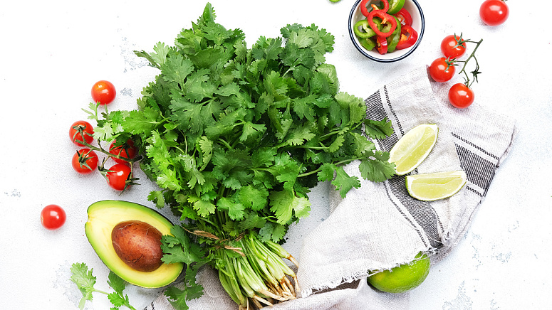 пучок кинзы фото