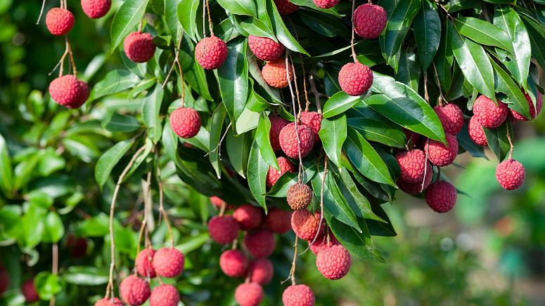 как растет личи фото