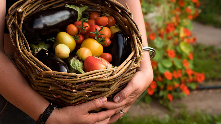 баклажан, корзинка с овощами