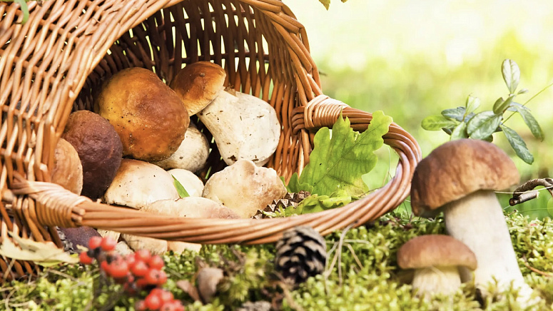 грибы в корзинке фото