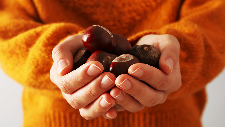 Каштан в руках фото