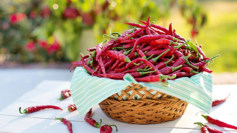 перец чили фото