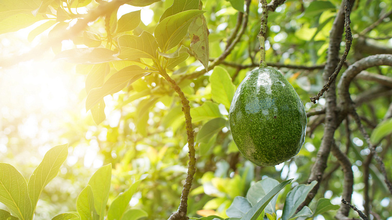 Как растет авокадо фото