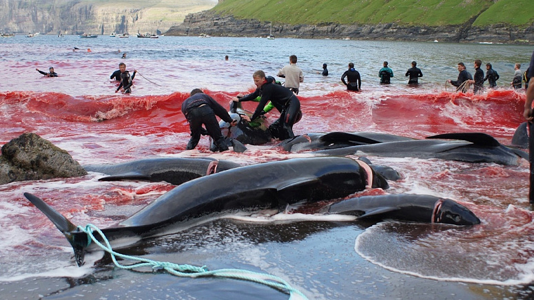 убийство рыбы фото