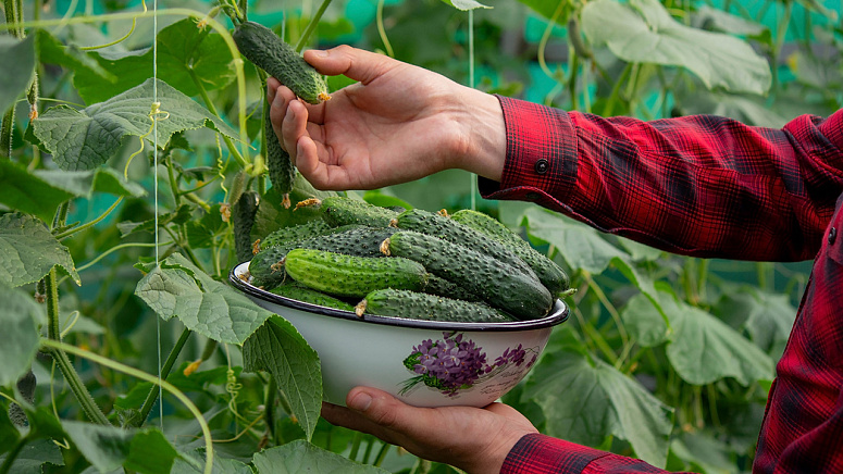 сбор урожая огурцов фото