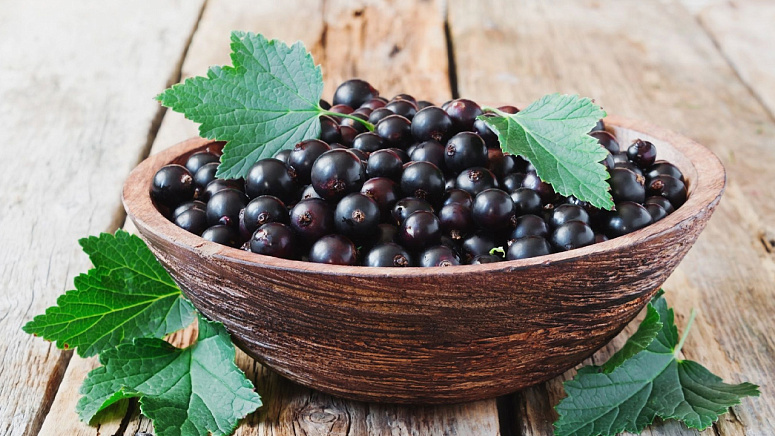 черная смородина фото