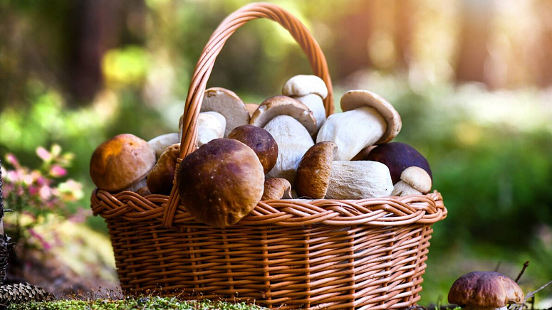грибы в корзинке фото