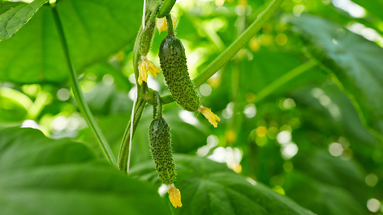 как растут огурцы фото