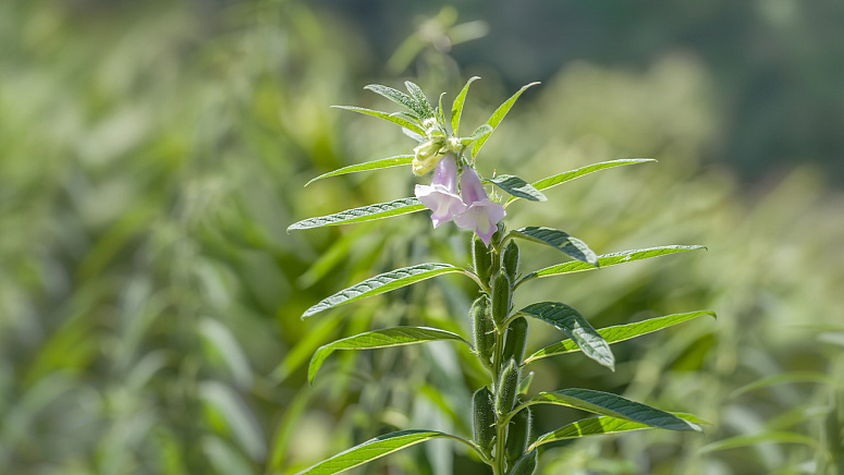 как растет кунжут фото