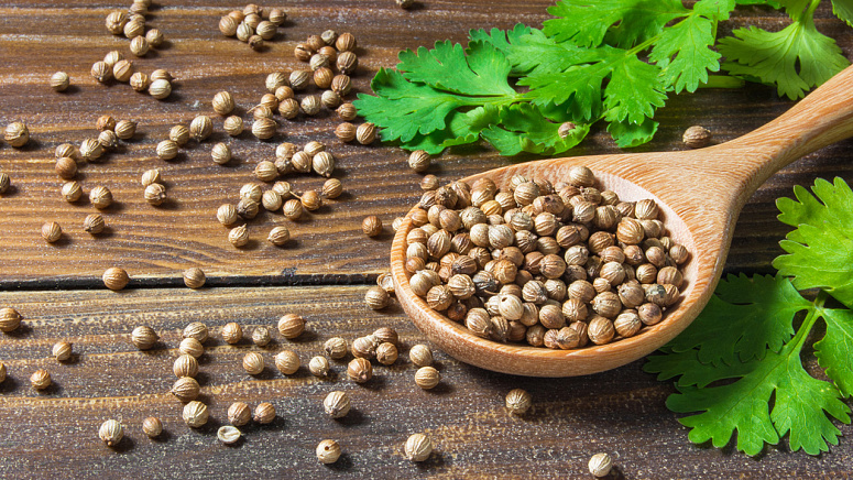 кориандр и кинза фото